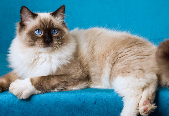 Furminator ragdoll store